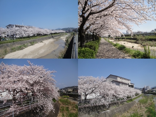 御笠川沿い