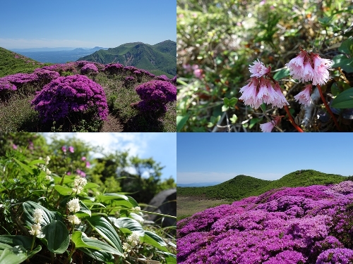 初夏の登山道