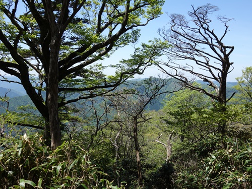 登山道から