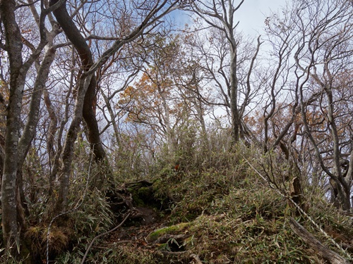 山頂近く