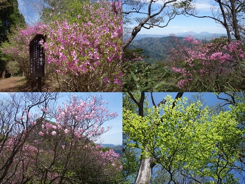 春