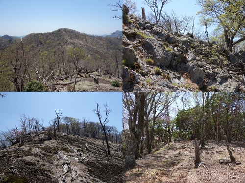 鹿納の野