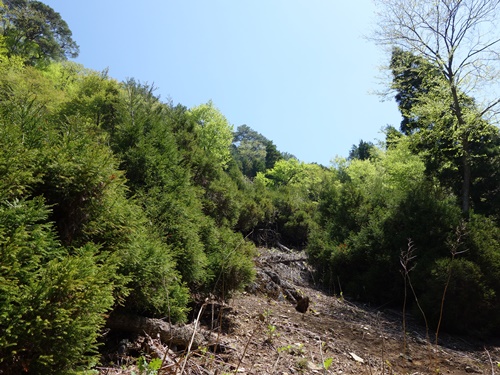 登山道