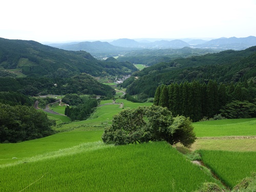 蕨野の棚田