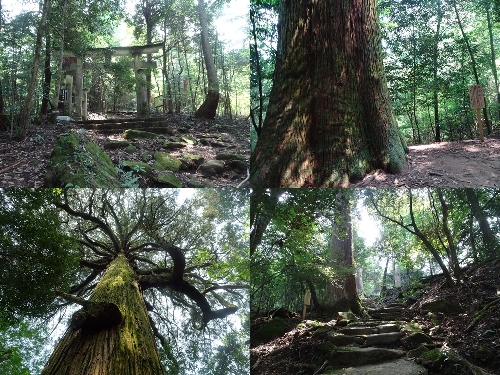 2合目付近からの登山道