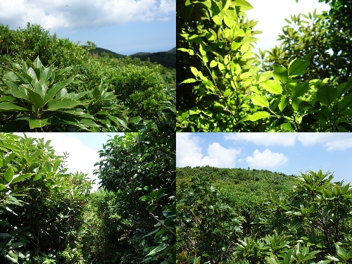 照葉樹の森