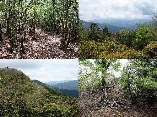 尾根の登山道