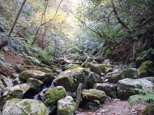 登山道から