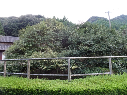 嬉野の大茶樹