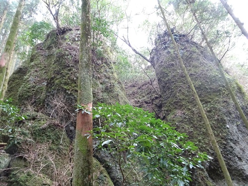 登山道から