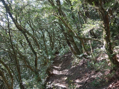 登山道から