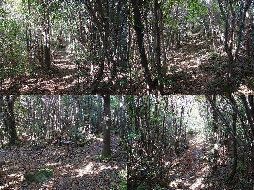 栗野岳までの登山道