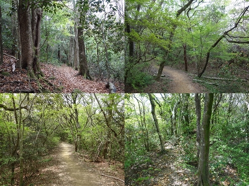 石谷山から九千部山への登山道