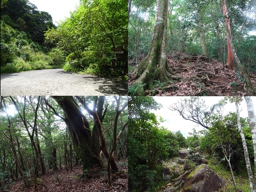 登山口からのルート