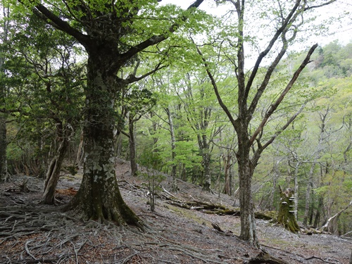 登山道から