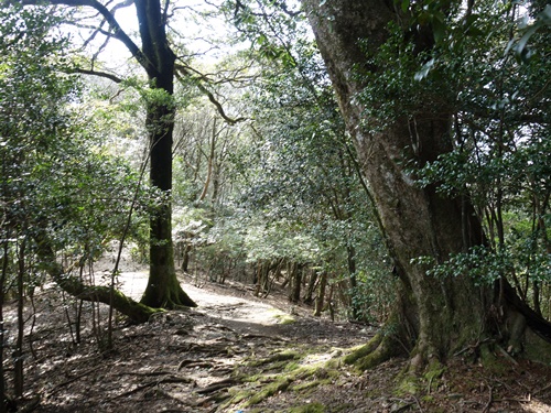 登山道から