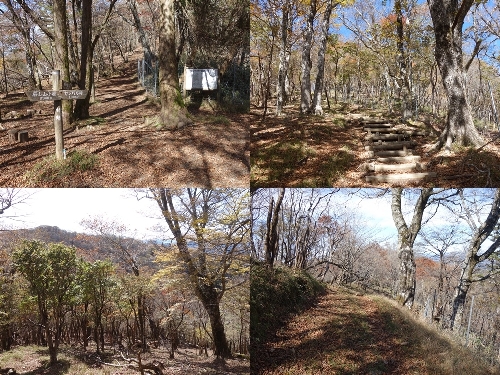 向坂山への登山道