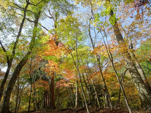 登山道から