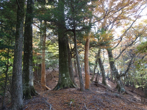 登山道から