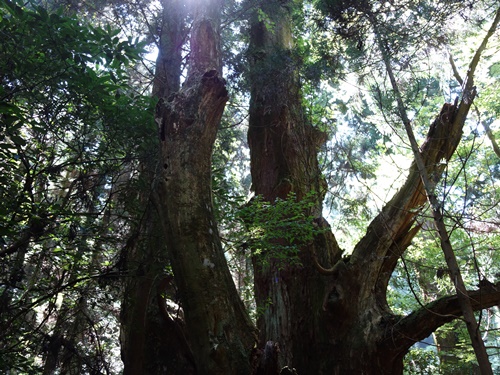 杉の巨木
