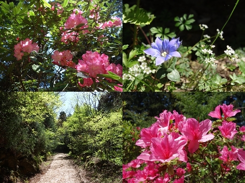 春の登山道