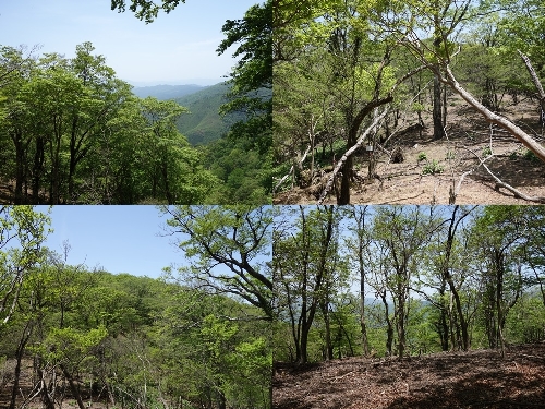 石楠山東峰までの登山道