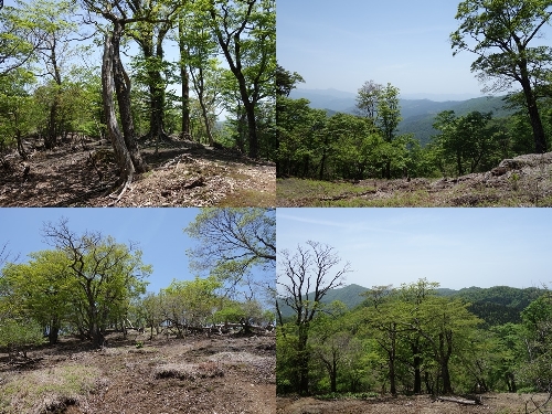 山犬切への登山道