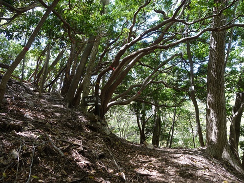 山頂手前の分岐