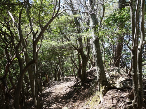 縦走路