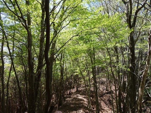 樹林